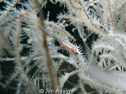White Ornate Ghost Pipefish shot at Anilao, Batangas. by Jon Aguirre 